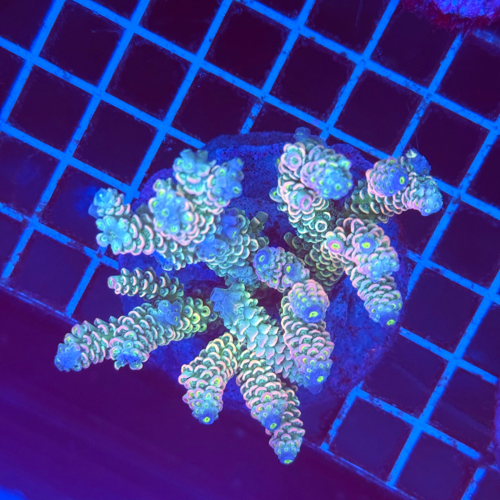 (WYSIWYG) Acro Colony T2G8