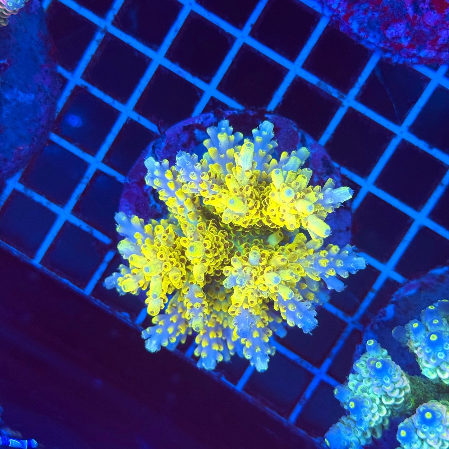 (WYSIWYG) Acro Colony T2G9