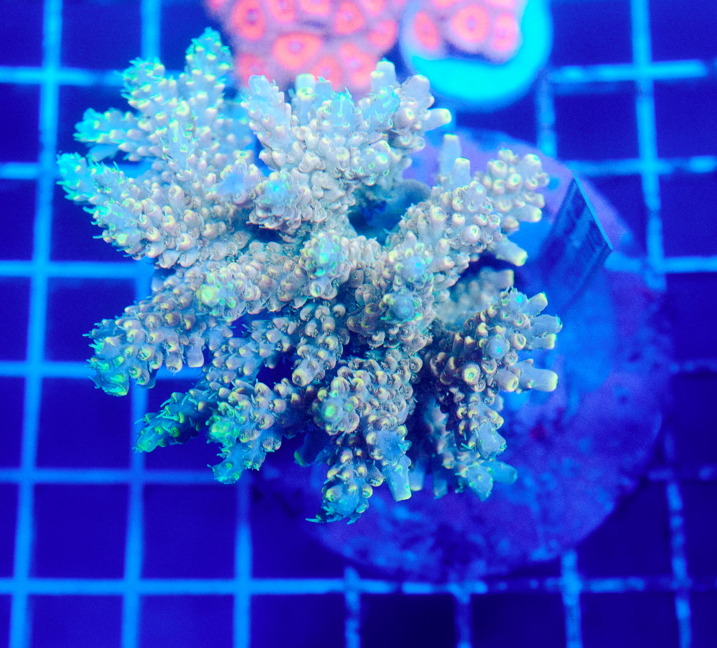 (WYSIWYG) Acropora Colony R1T2A1