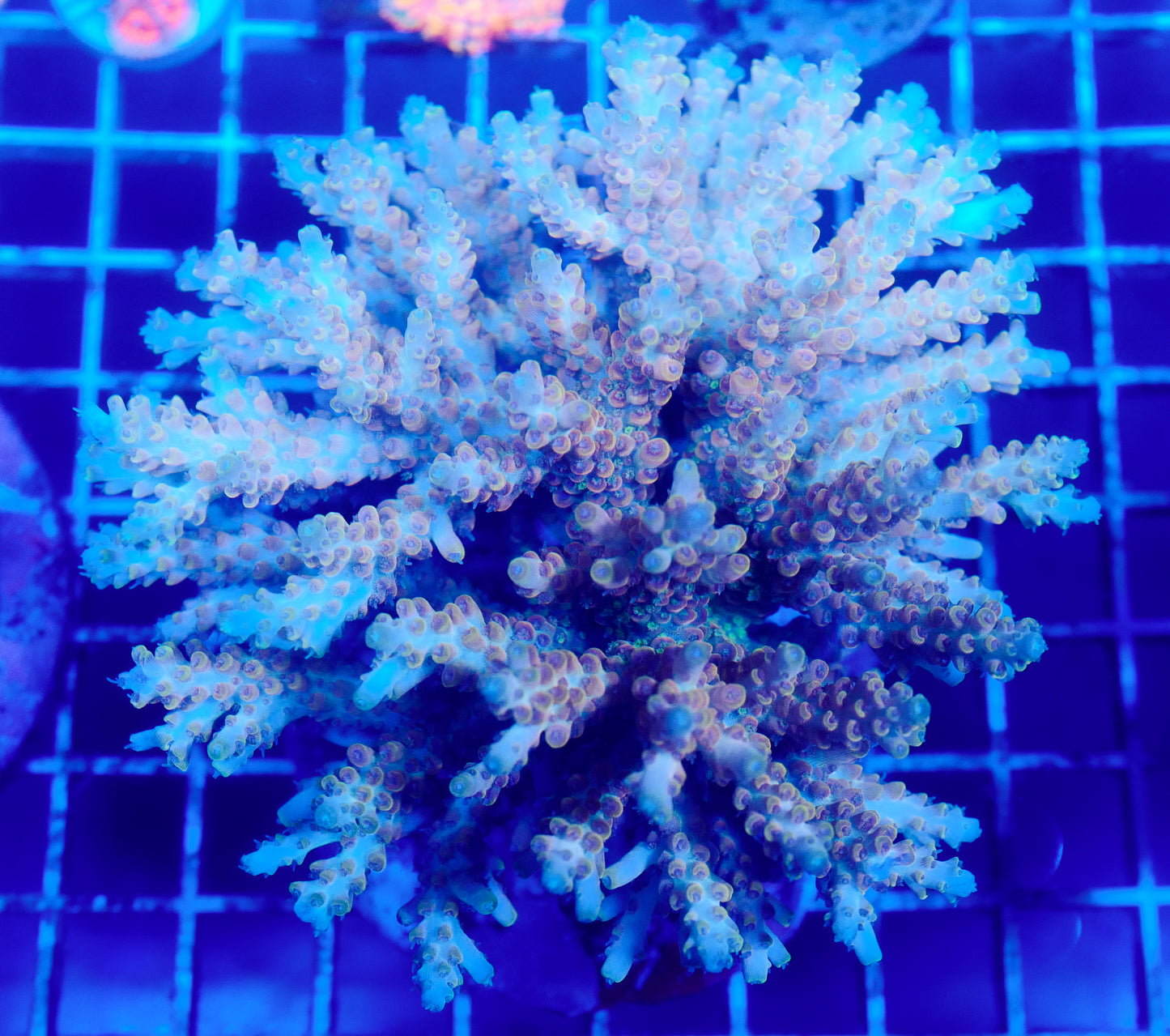 (WYSIWYG) Acropora Colony R1T2A2