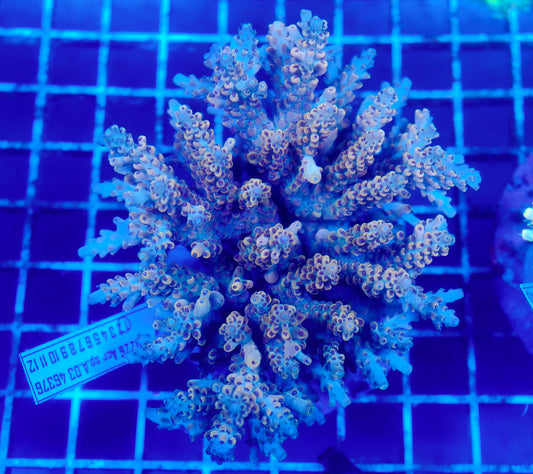 (WYSIWYG) Acropora Colony R1T2A3
