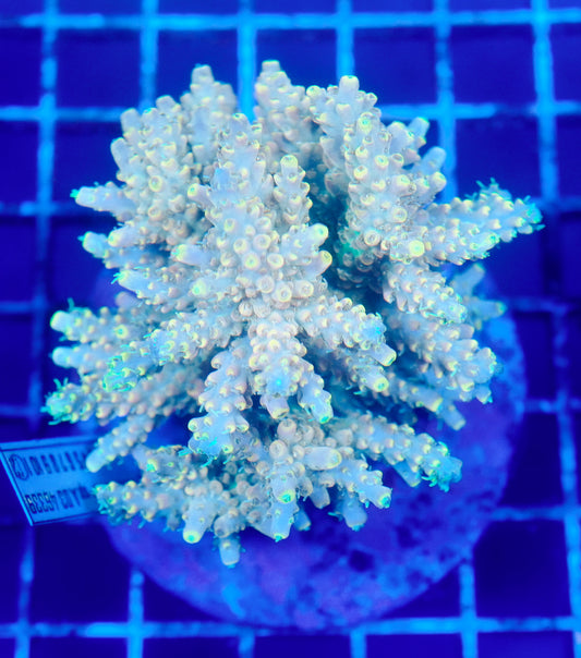 (WYSIWYG) Acropora Colony R1T2A4