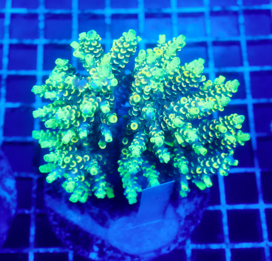 (WYSIWYG) Acropora Colony R1T2A5