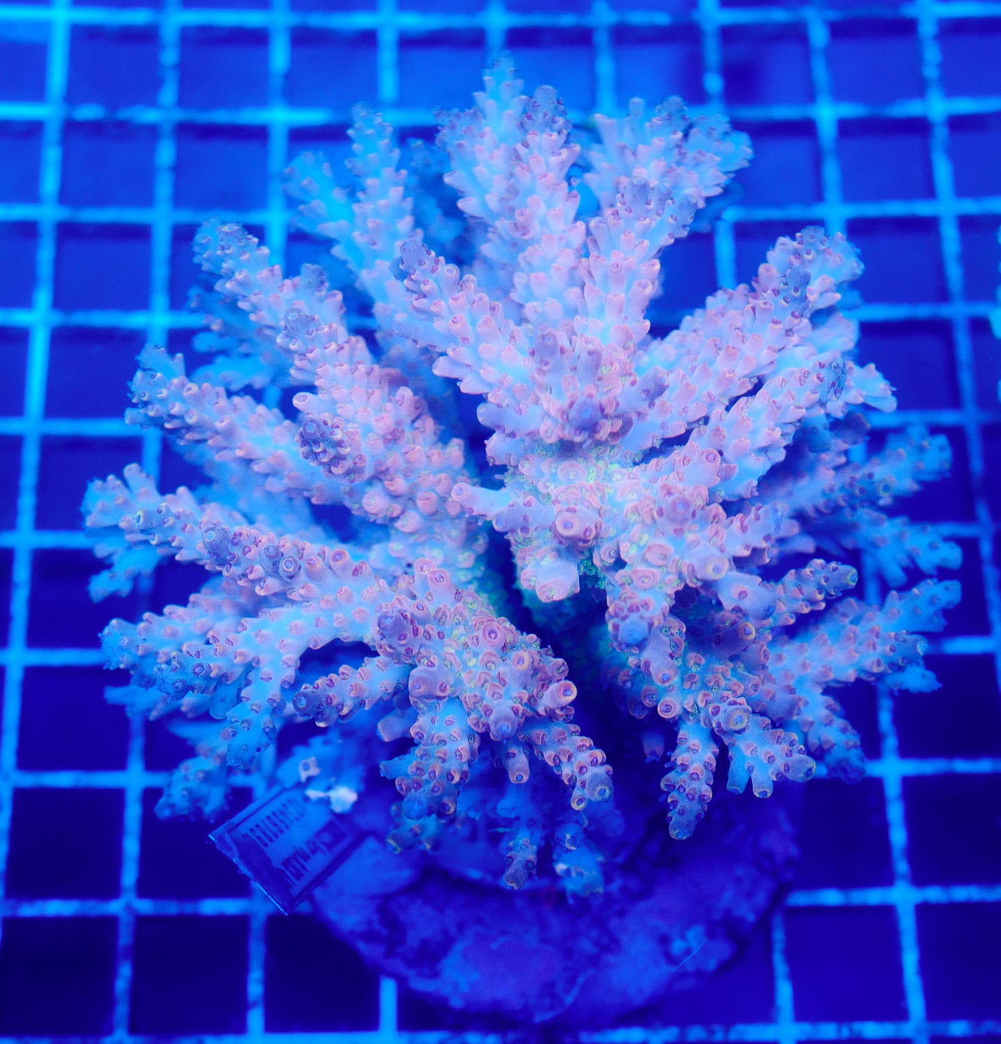 (WYSIWYG) Acropora Colony R1T2A6