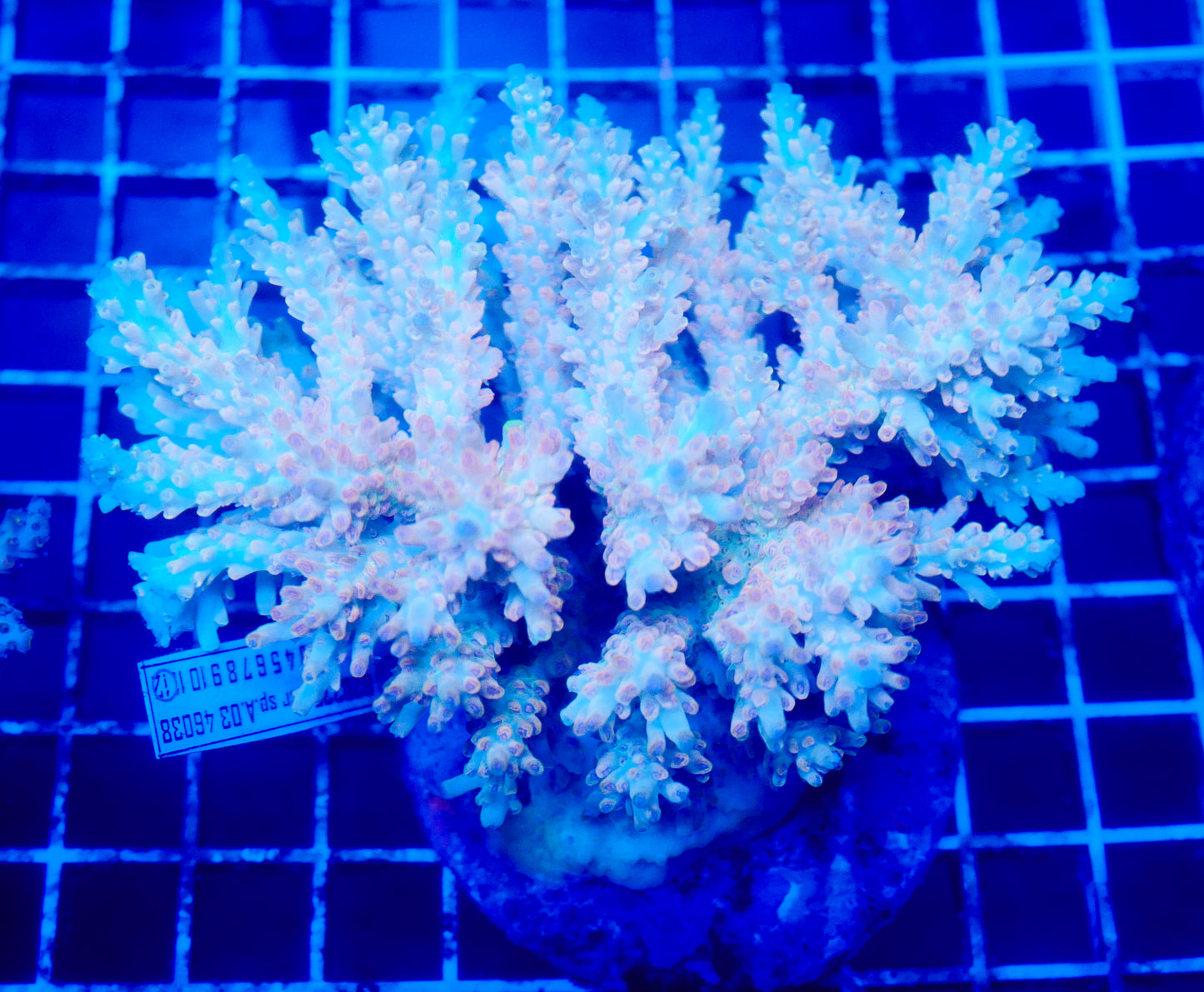 (WYSIWYG) Acropora Colony R1T2A7