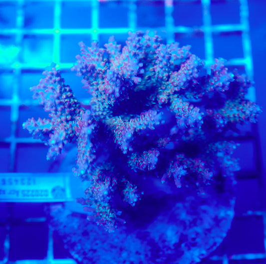 (WYSIWYG) Acropora Colony R1T2A9