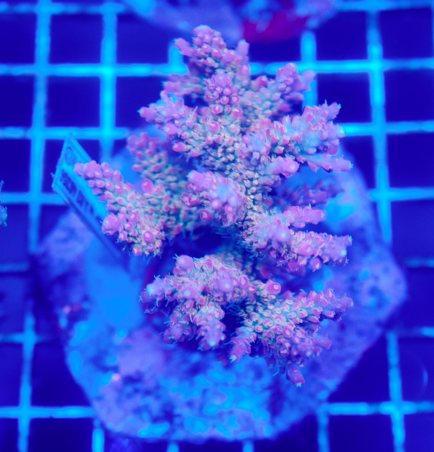 (WYSIWYG) Acropora Colony R1T2B2