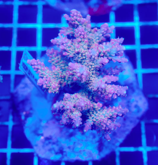 (WYSIWYG) Acropora Colony R1T2B2