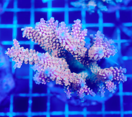 (WYSIWYG) Acropora Colony R1T2B3