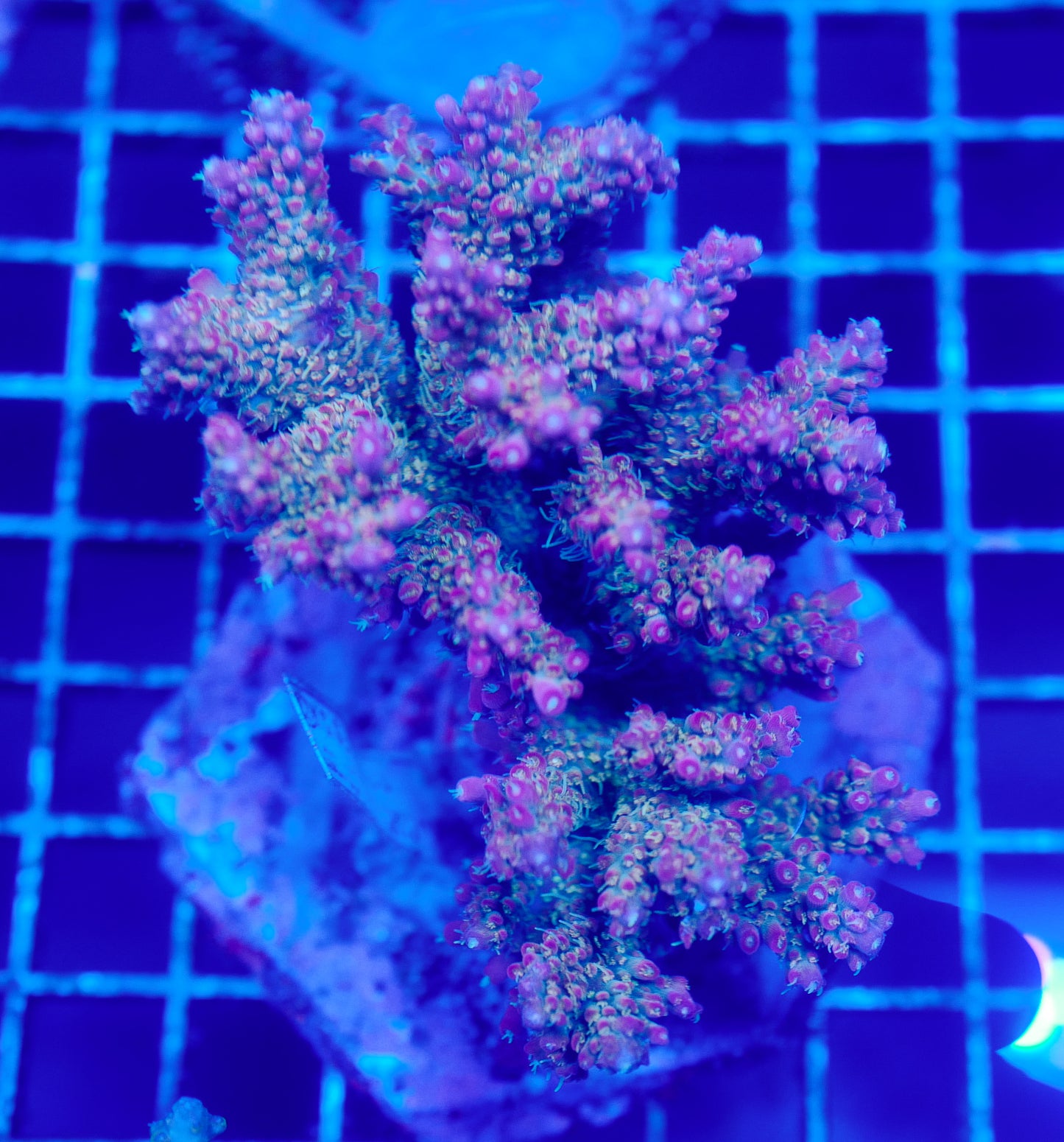 (WYSIWYG) Acropora Colony R1T2B5