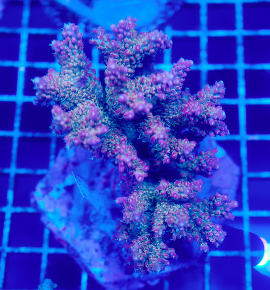 (WYSIWYG) Acropora Colony R1T2B5