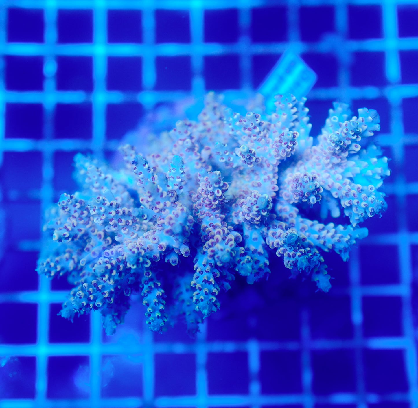(WYSIWYG) Acropora Colony R1T2B8