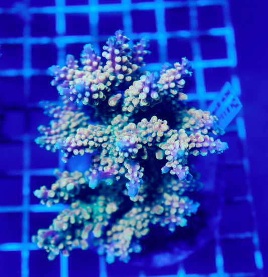 (WYSIWYG) Acropora Colony R1T2B9