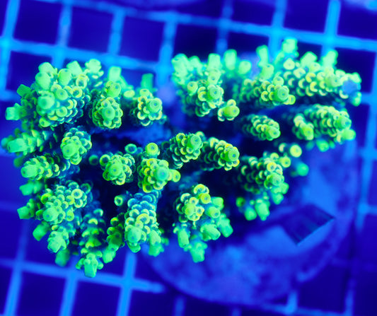 (WYSIWYG) Acropora Colony R1T2C1