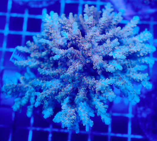 (WYSIWYG) Acropora Colony R1T2C4