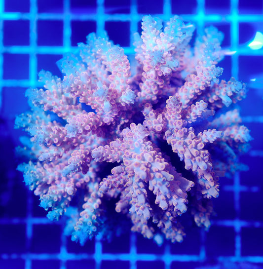 (WYSIWYG) Acropora Colony R1T2C6