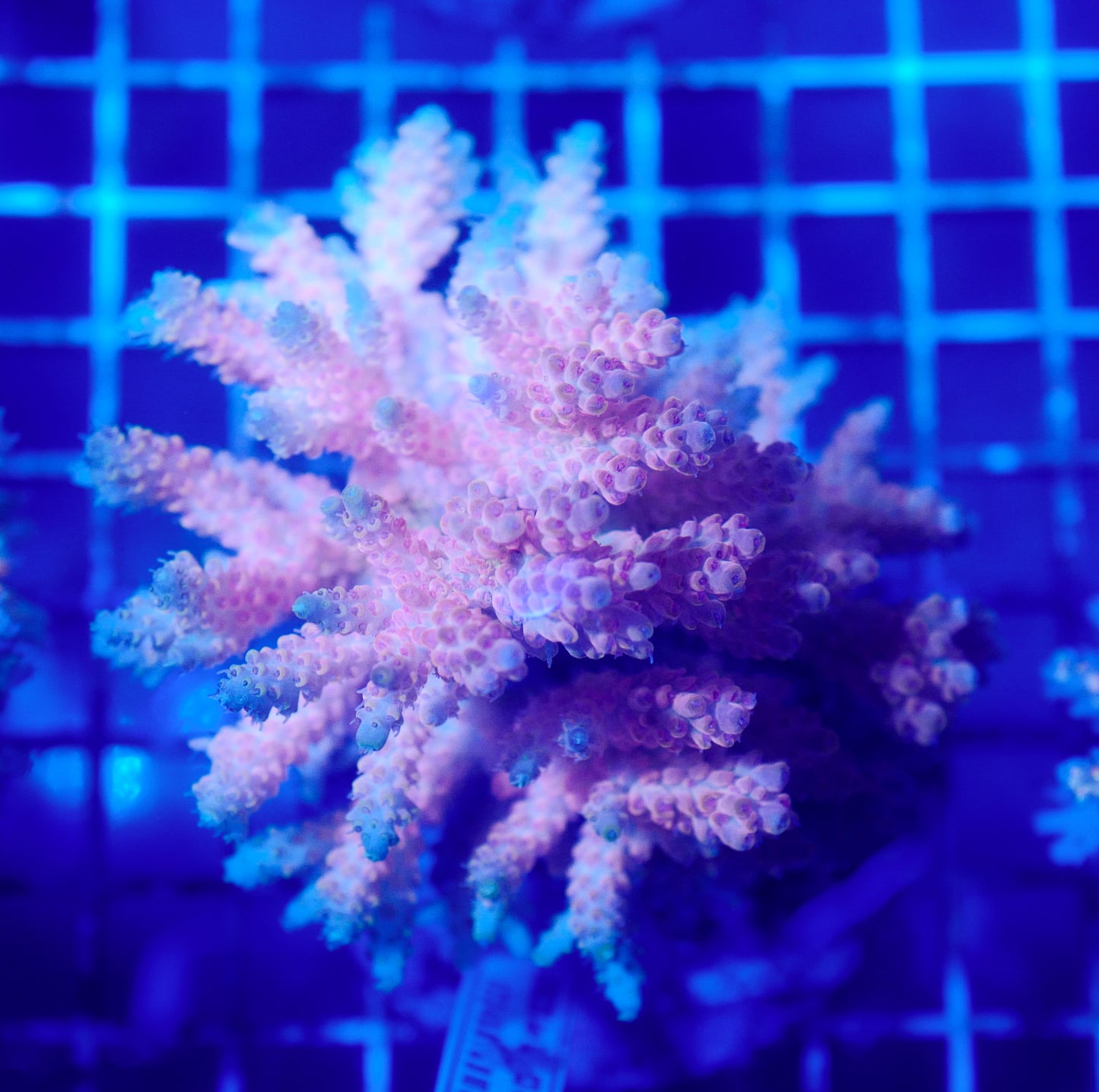 (WYSIWYG) Acropora Colony R1T2C7