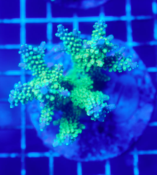 (WYSIWYG) Acropora Colony R1T2C9