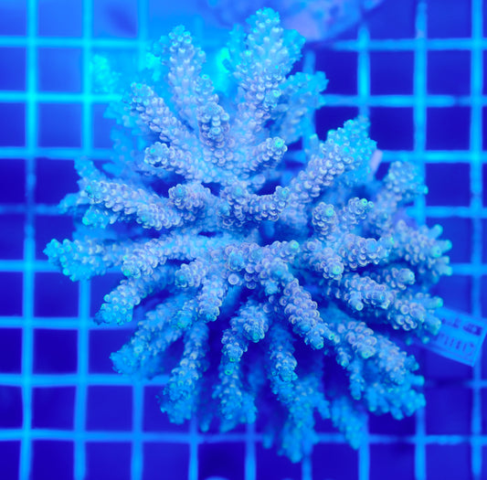 (WYSIWYG) Acropora Colony R1T2D1