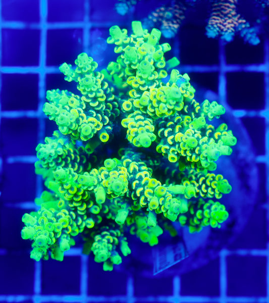 (WYSIWYG) Acropora Colony R1T2D2