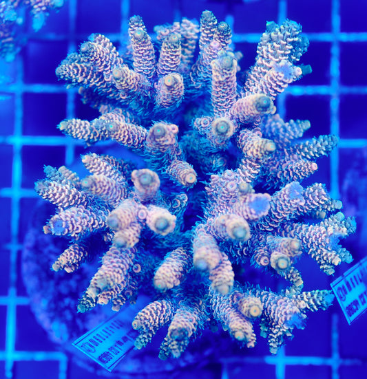 (WYSIWYG) Acropora Colony R1T2D3
