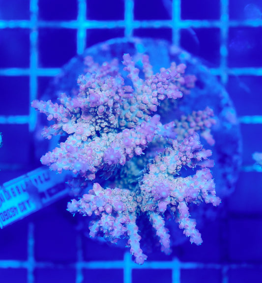 (WYSIWYG) Acropora Colony R1T2D4