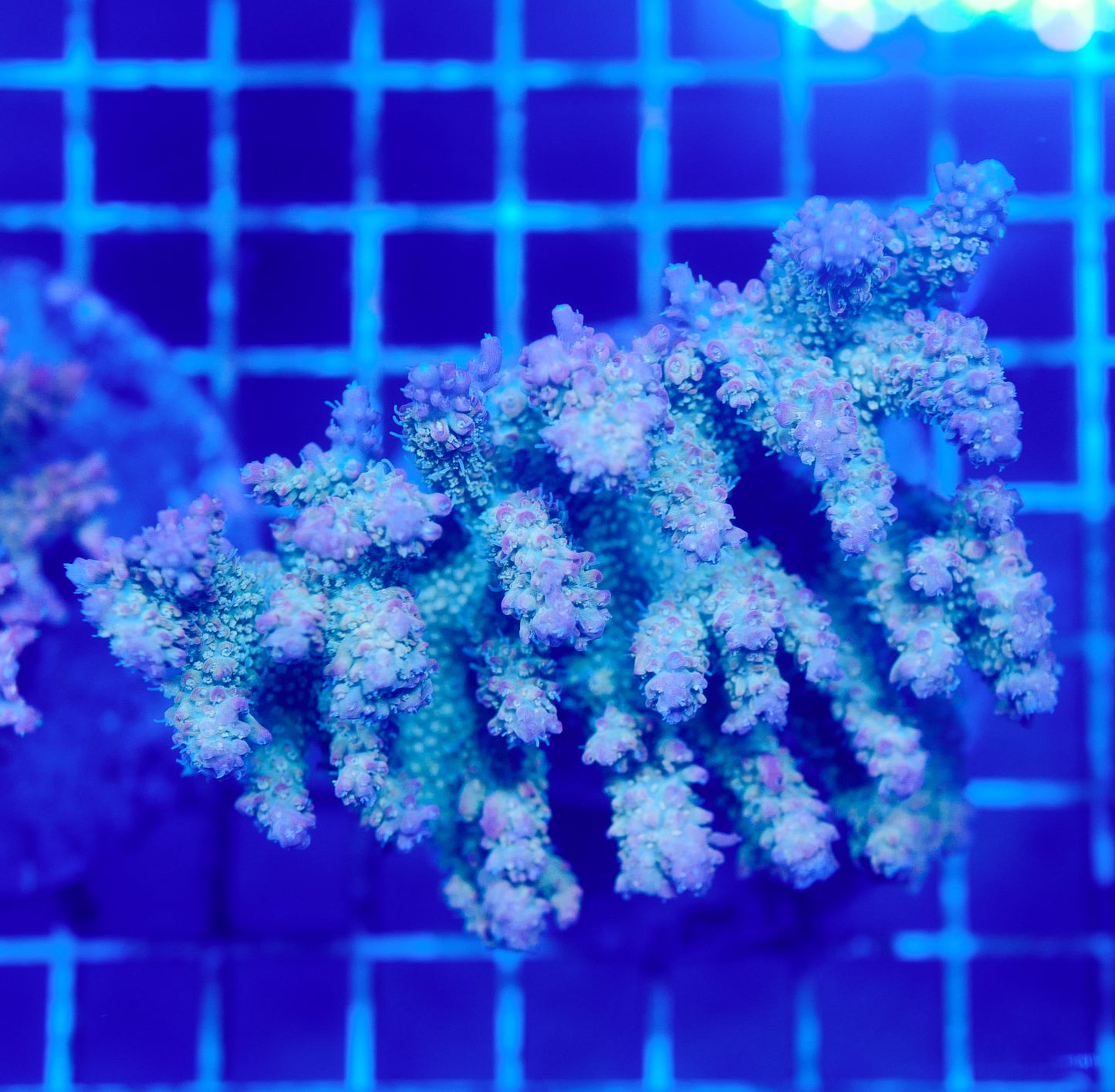 (WYSIWYG) Acropora Colony R1T2D5