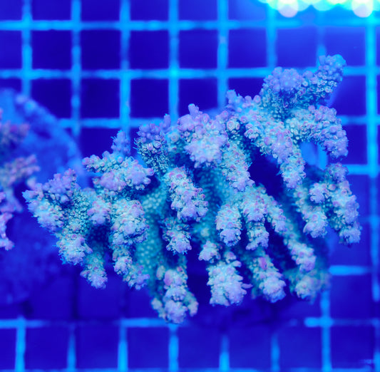 (WYSIWYG) Acropora Colony R1T2D5
