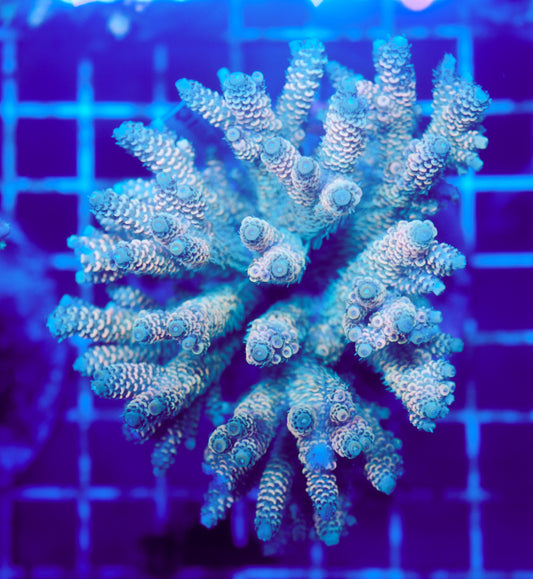 (WYSIWYG) Acropora Colony R1T2D7