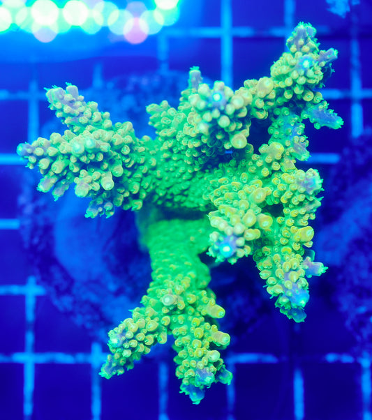(WYSIWYG) Acropora Colony R1T2D8