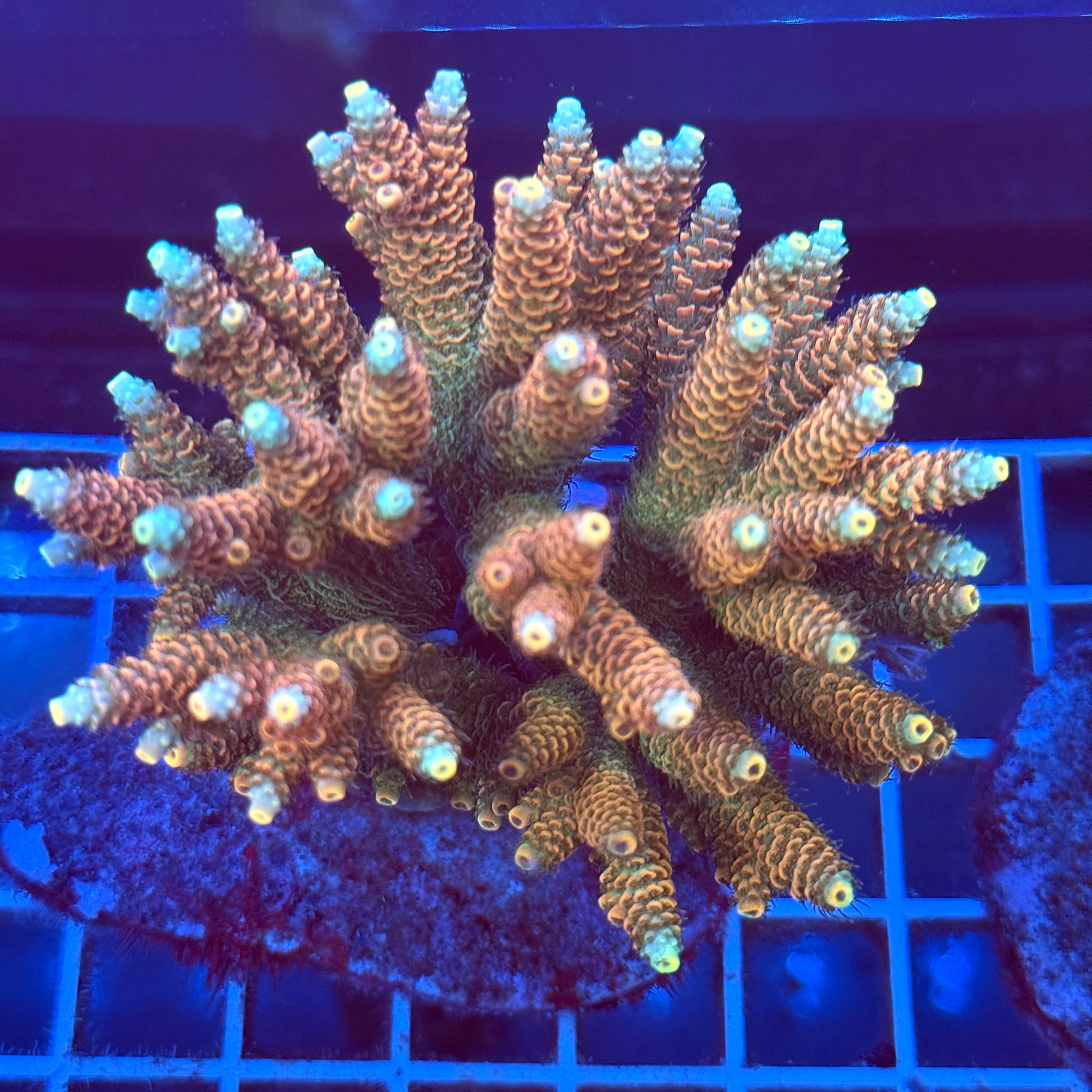 Acropora Colony T2A10