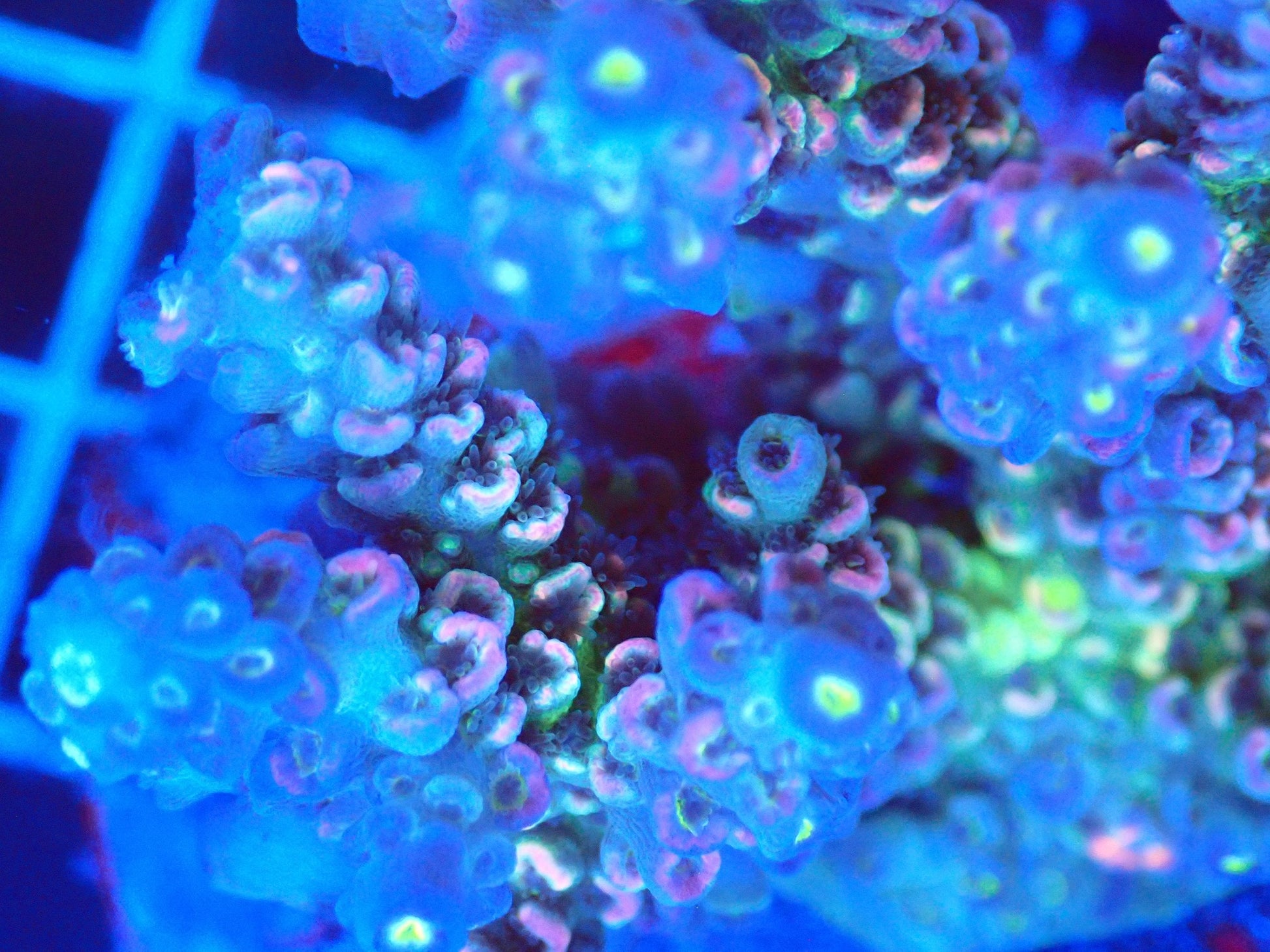 (WYSIWYG) Acro Colony T2A10 macro