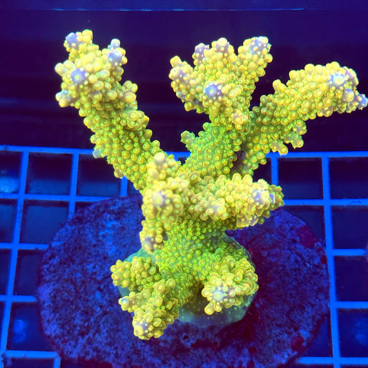 Acropora Colony T2A11