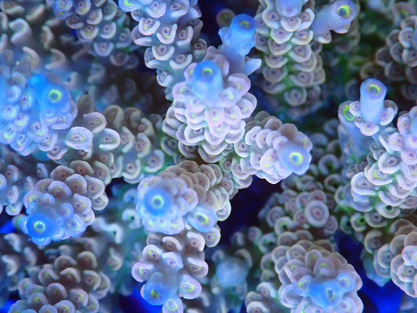 (WYSIWYG) Acro Colony T2A11 macro