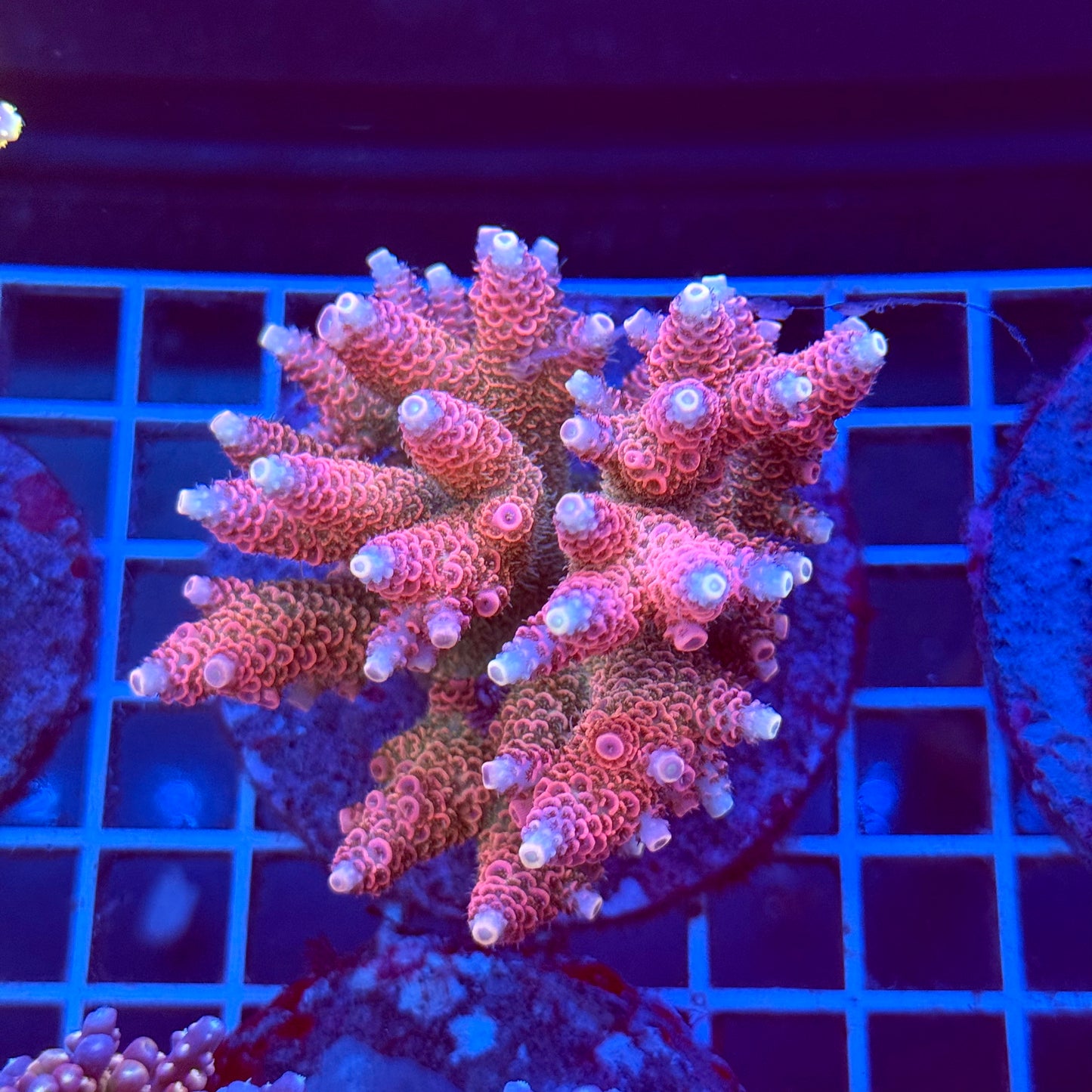 Acropora Colony T2A12