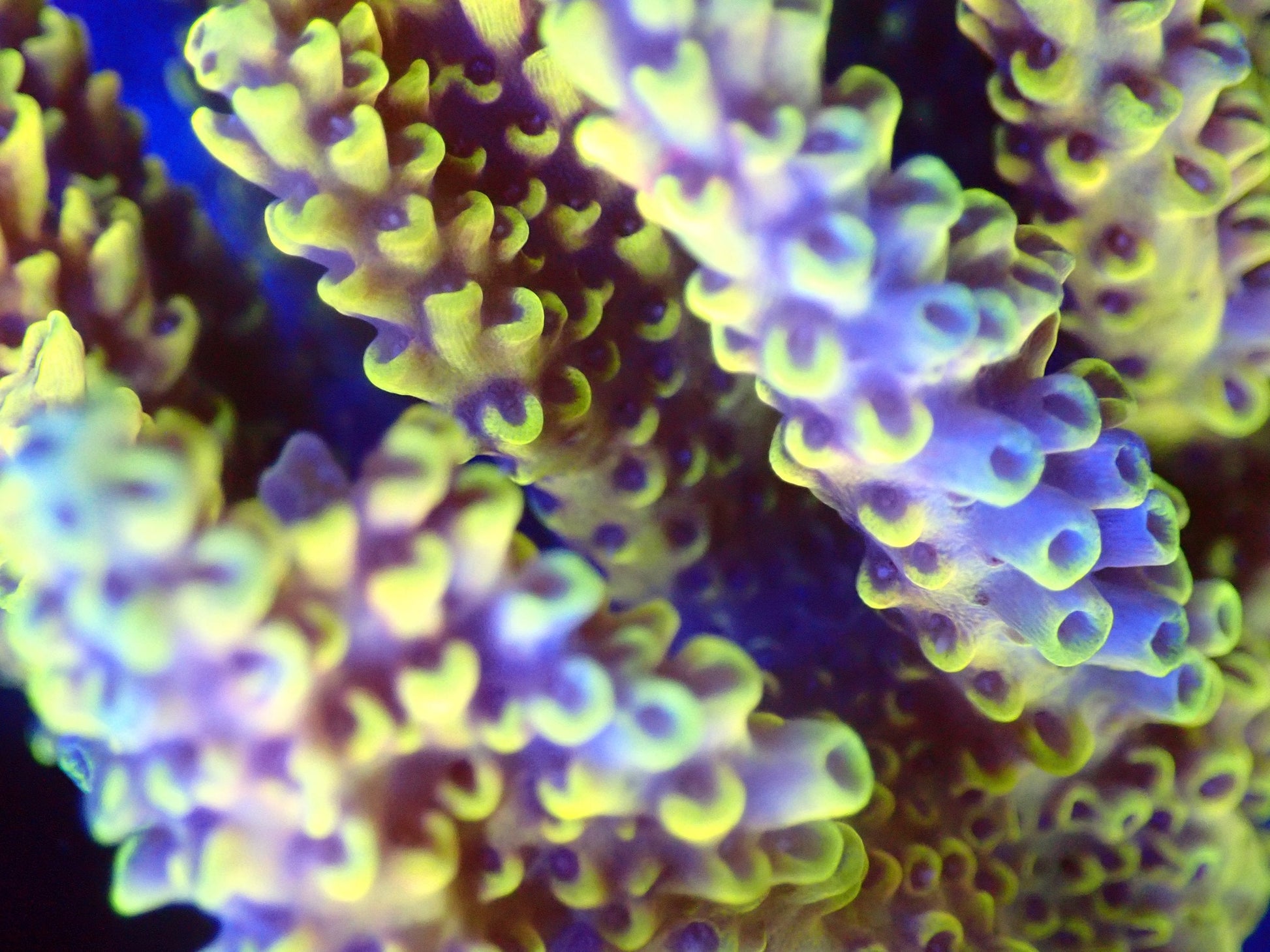 (WYSIWYG) Acro Colony T2A13 macro