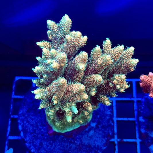 Acropora Colony T2A1