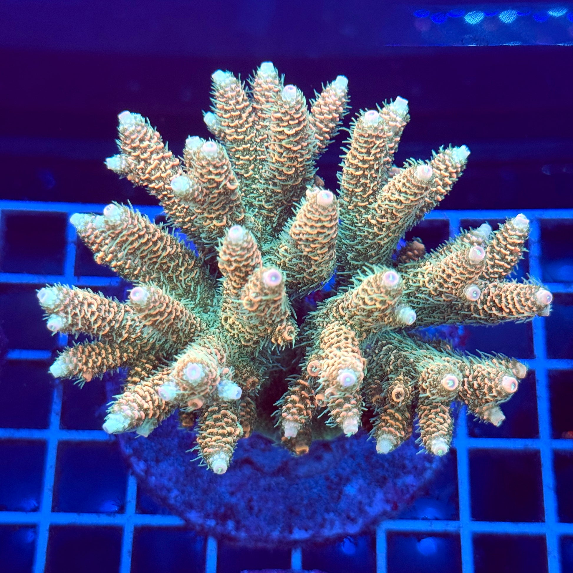 Acropora Colony T2A3