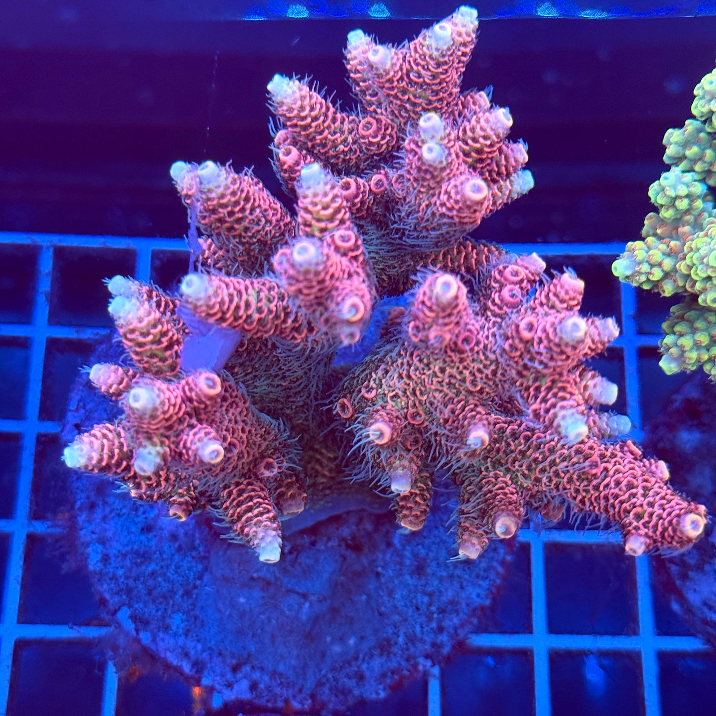 Acropora Colony T2A4