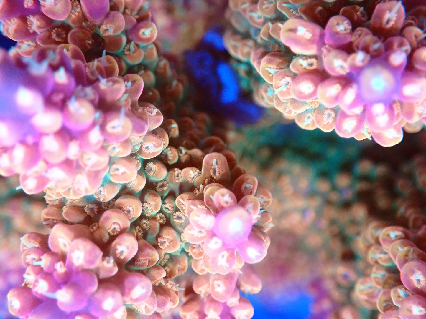 (WYSIWYG) Acro Colony T2A4 macro