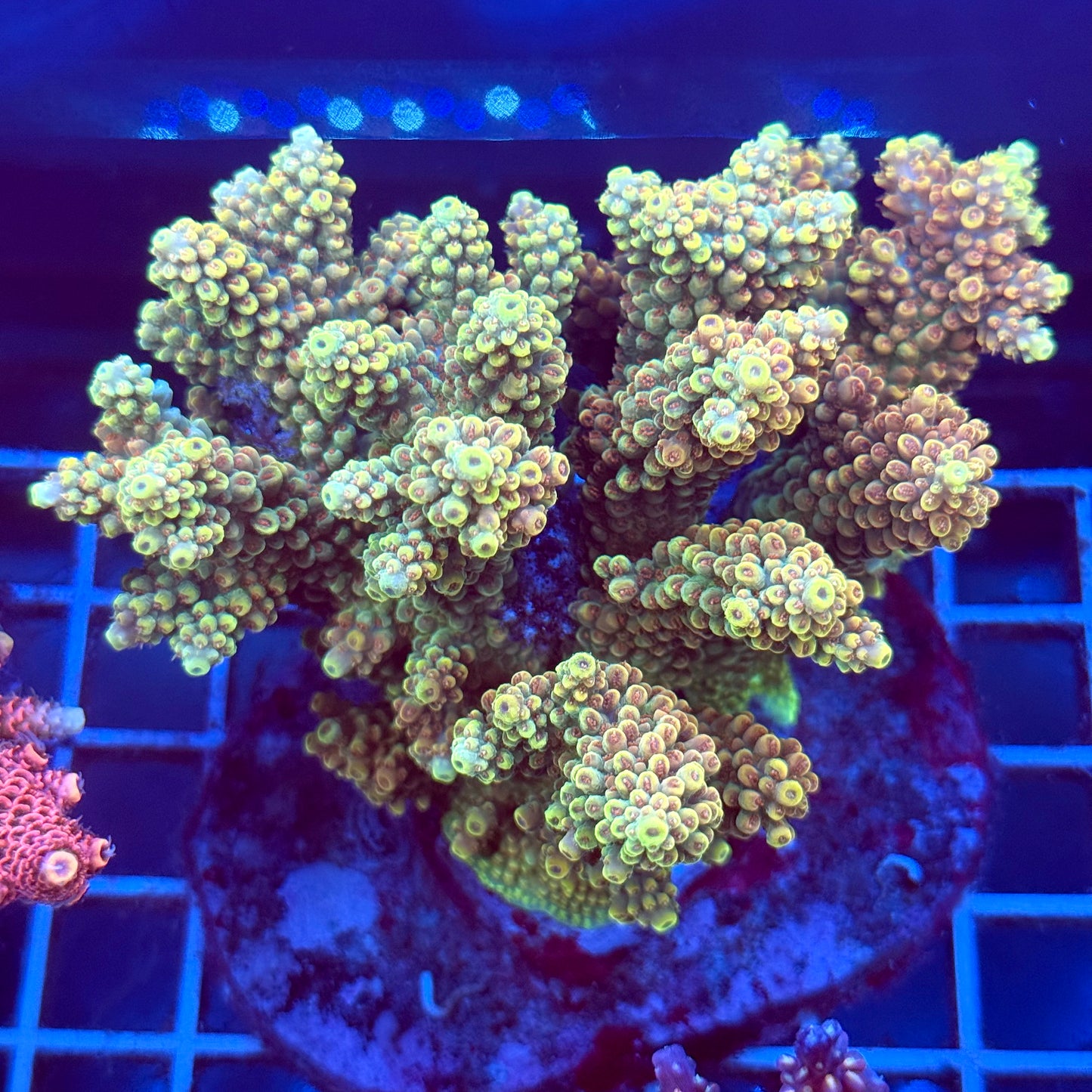 Acropora Colony T2A5