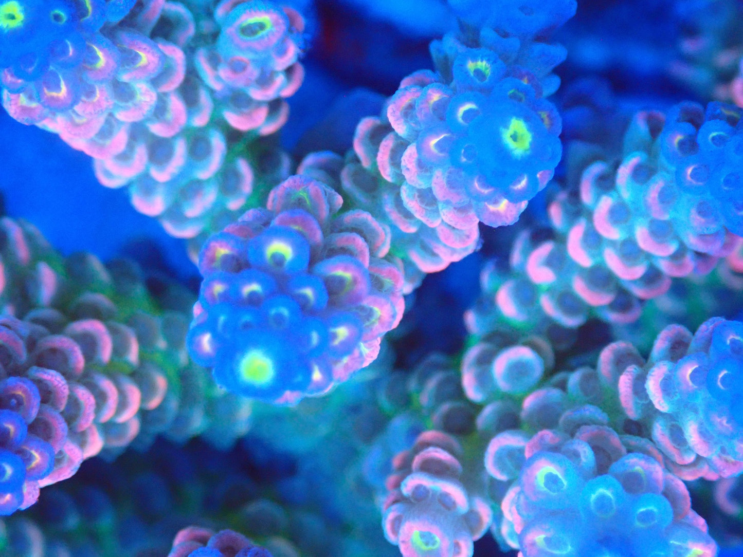 (WYSIWYG) Acro Colony T2A7 macro