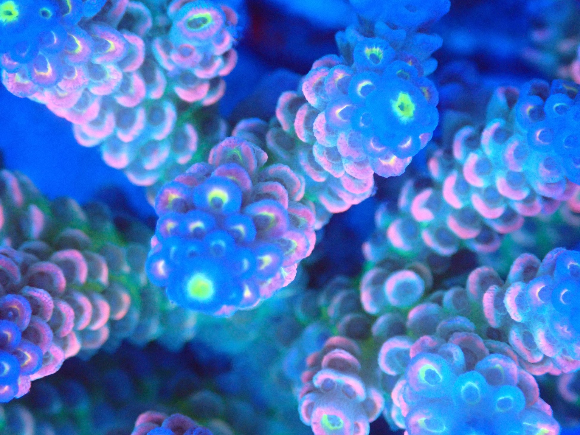 (WYSIWYG) Acro Colony T2A7 macro