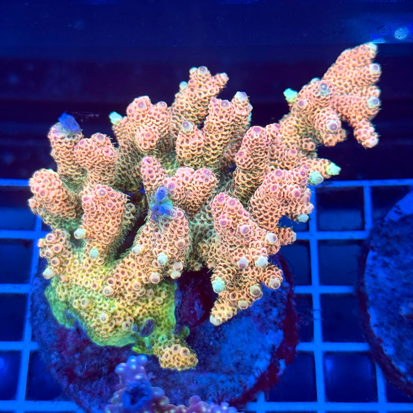 Acropora Colony T2A8