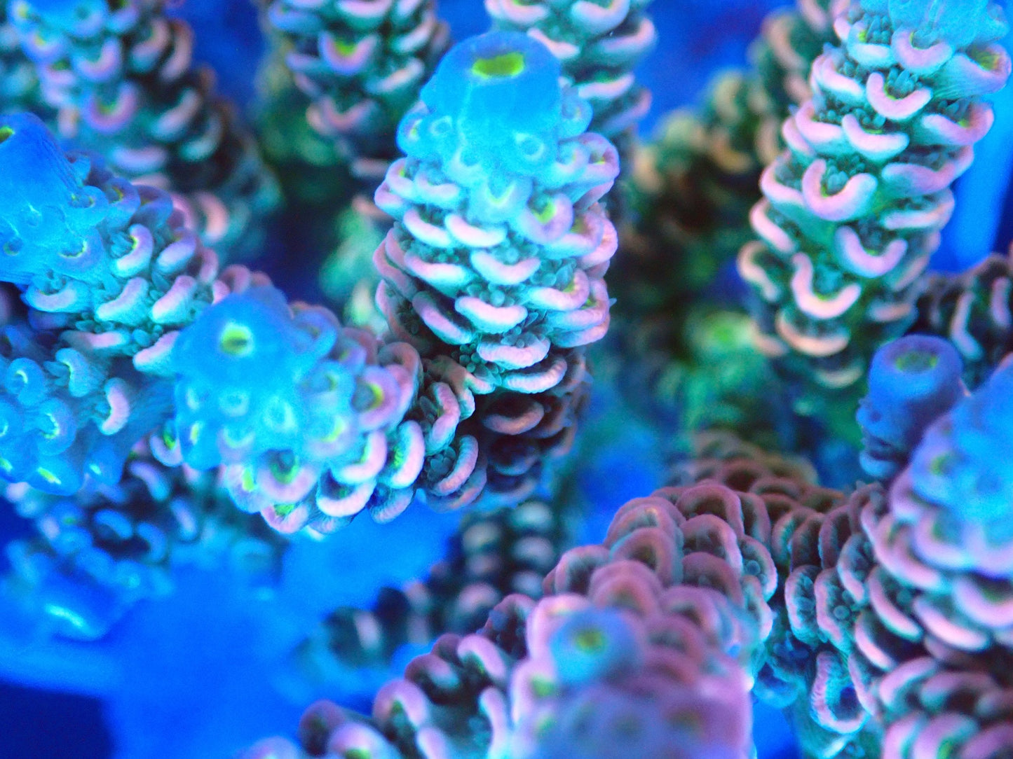 (WYSIWYG) Acro Colony T2A8 macro