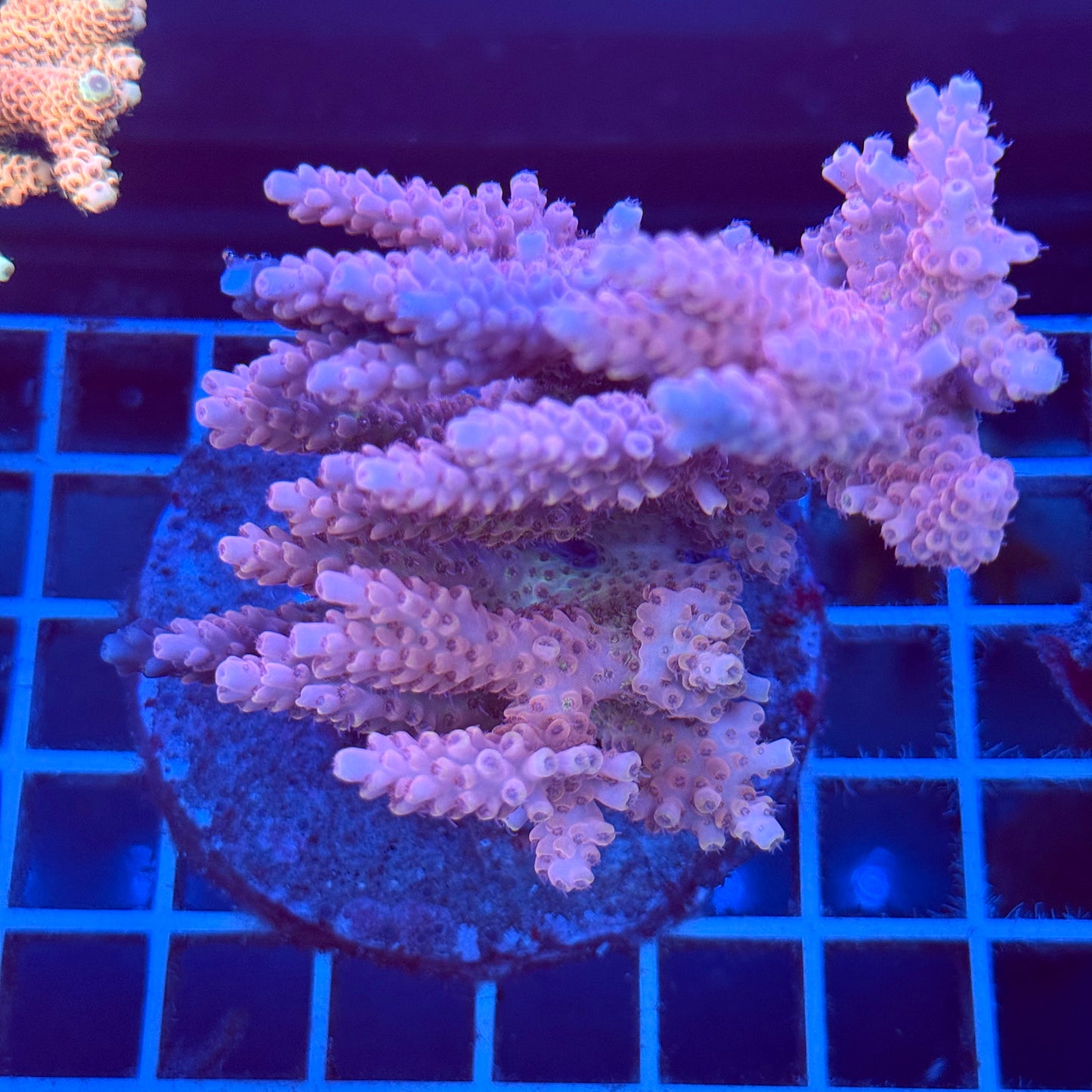 Acropora Colony T2A9