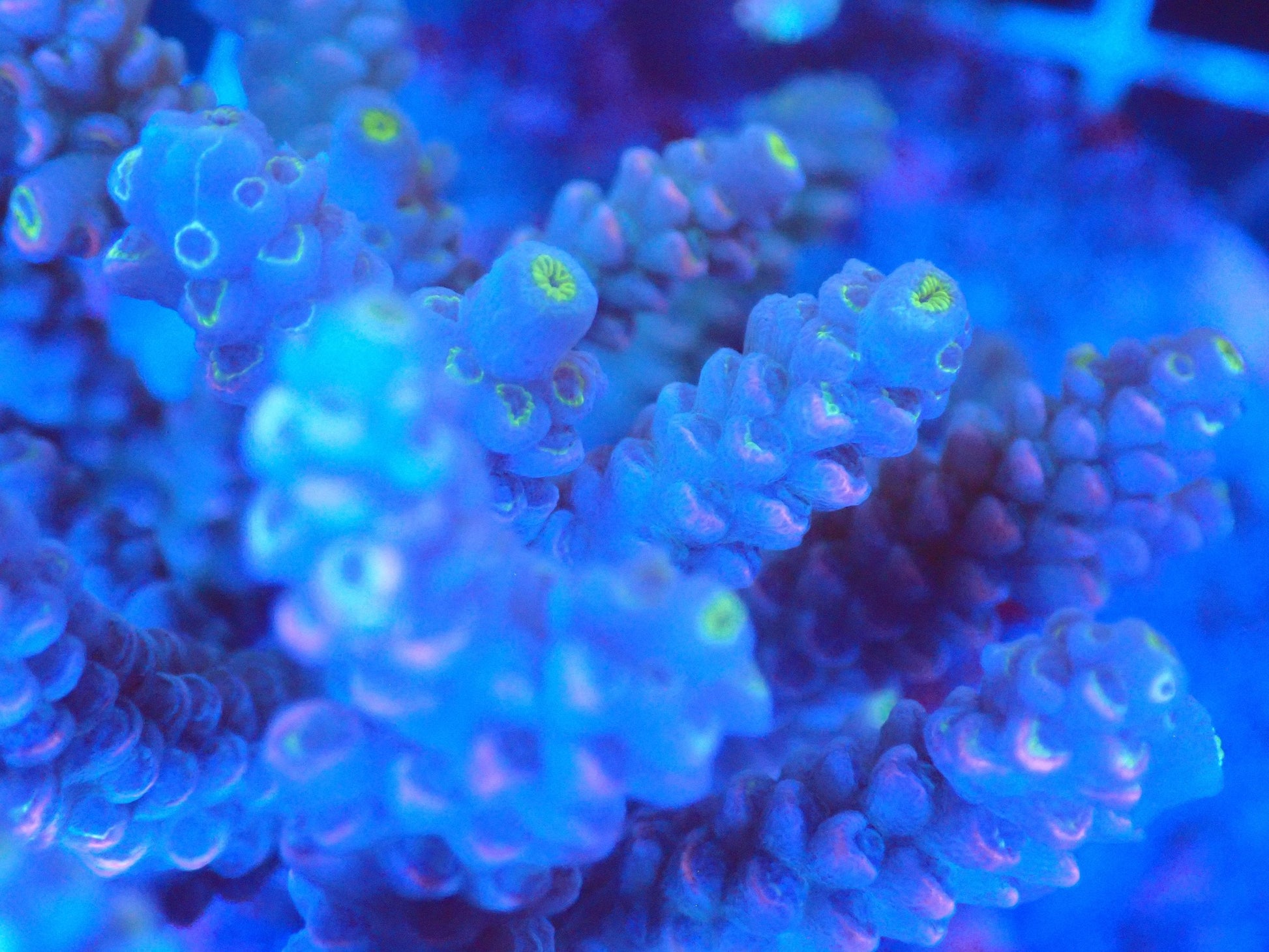(WYSIWYG) Acro Colony T2A9 macro