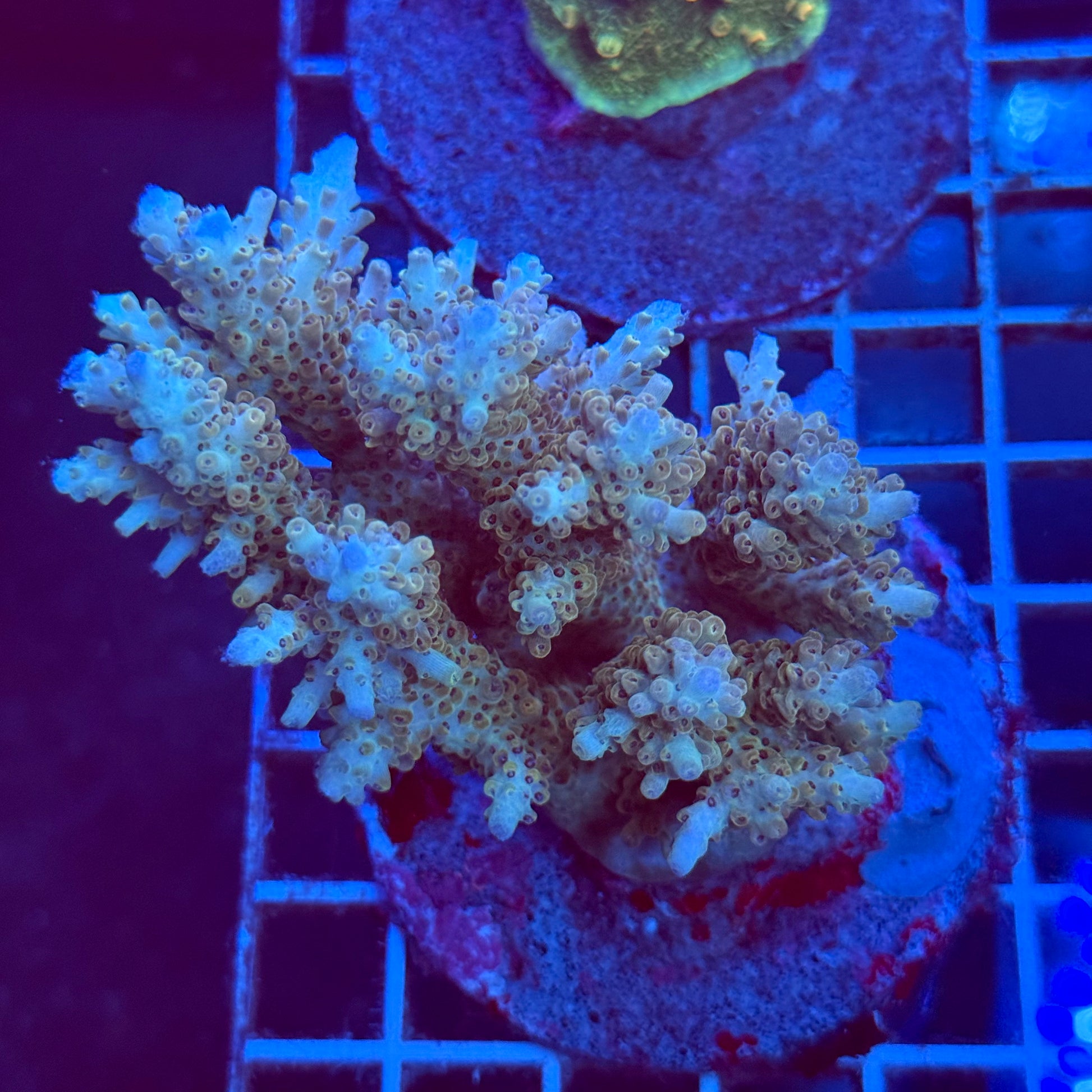Acropora Colony T2B1