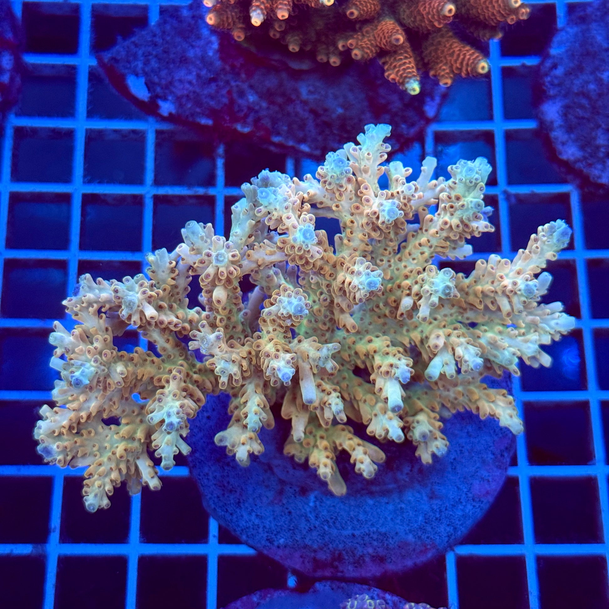 Acropora Colony T2B10