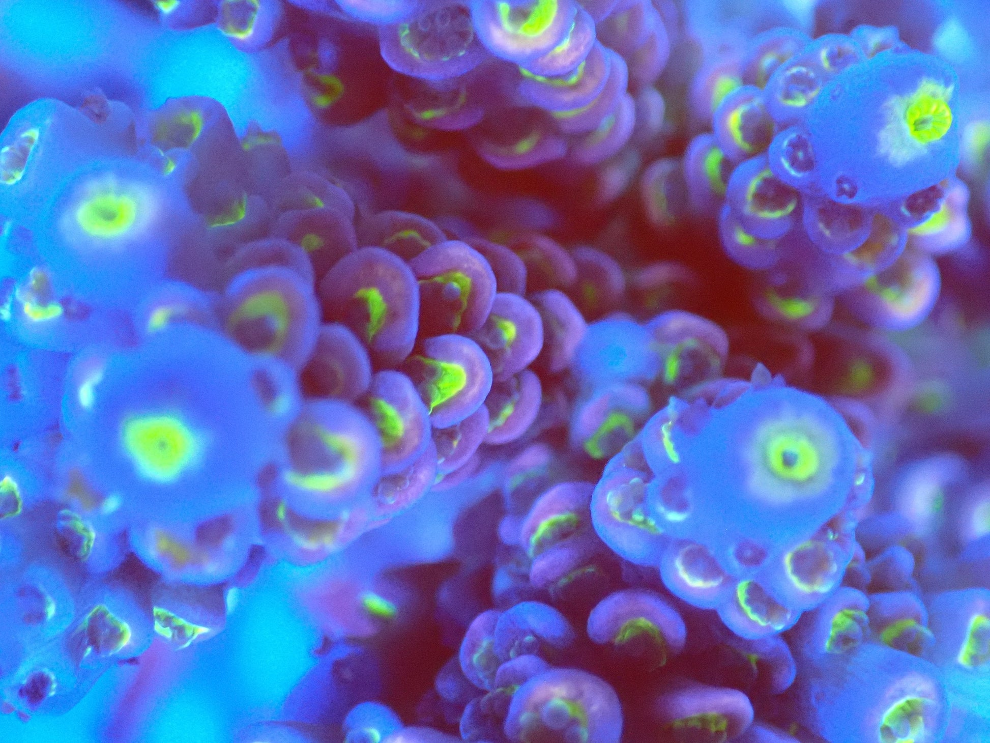 (WYSIWYG) Acro Colony T2B11 macro